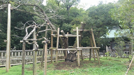 三嶋大社金木犀の写真