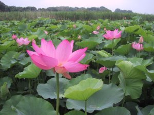 原市沼の古代蓮の写真