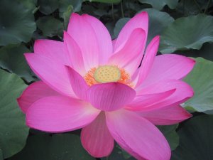 原市沼　古代蓮の写真