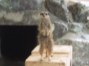 丸山公園小動物園のミーアキャットの写真