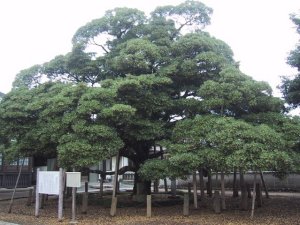 馬蹄寺　モッコクの写真