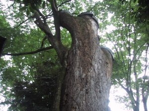 橘神社　大けやきの写真