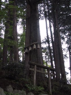 三峯神社　えんむすびの木の写真