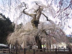 清雲寺のエドヒガンザクラの写真