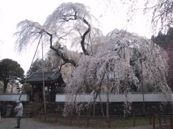 清雲寺の桜の写真