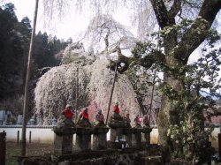 清雲寺の桜とお地蔵様の写真