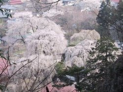 清雲寺の桜の写真