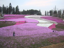 羊山公園の芝桜の写真