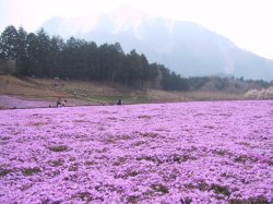 羊山公園の芝桜と武甲山の写真