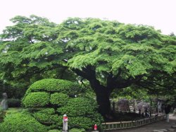 こもねもみじの写真