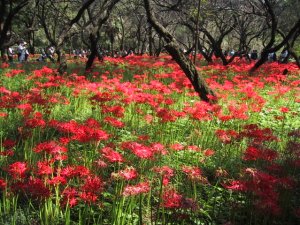 巾着田の曼珠沙華の写真