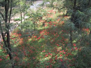 巾着田の曼珠沙華の写真