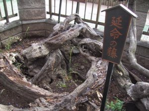 延命の藤の写真