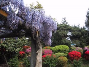 延命の藤の写真