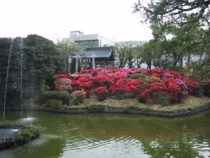 箭弓ぼたん園のつつじの写真