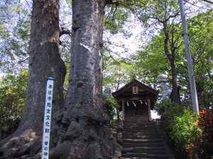 愛宕神社とケヤキの写真