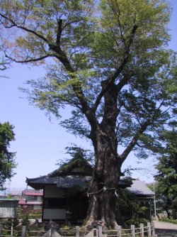 城山稲荷神社とケヤキの写真