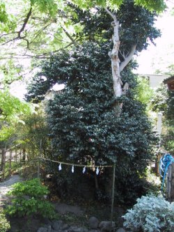 城山稲荷神社のやぶつばきの写真