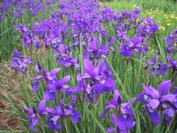 伊奈町制施行公園のアヤメ園の写真