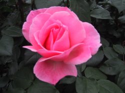 伊奈町制施行公園のバラの写真