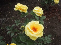 伊奈町制施行公園のバラの写真