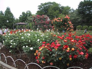 伊奈町制施行公園の写真
