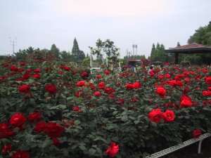 伊奈町制施行公園の写真