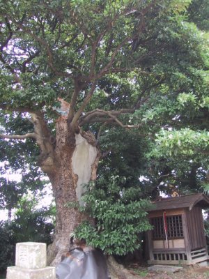 碇神社イヌグスの写真