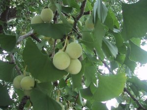 お葉付イチョウの写真