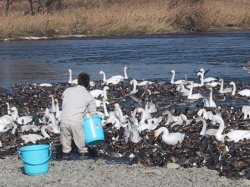コハクチョウ餌付けの写真