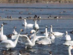 コハクチョウの写真