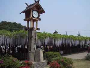 玉敷神社の藤