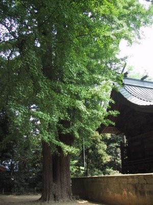 玉敷神社大いちょうの写真