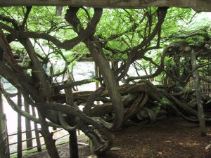 久伊豆神社　藤の写真