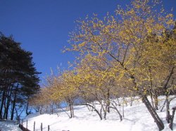 ロウバイの写真