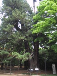 平林寺の高野槇の写真