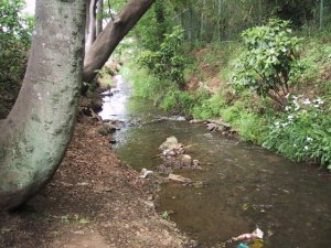 野火止用水の写真