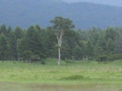 小田代ヶ原　貴婦人の写真