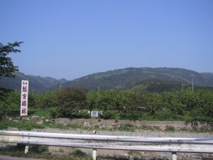 越生梅林の写真