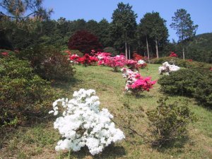 五大尊のつつじの写真