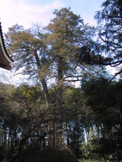 倉田の大カヤの写真