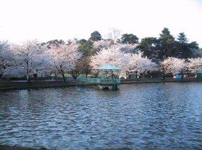 大宮公園ポート池の写真