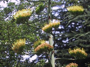 別所沼公園　竜舌蘭の写真