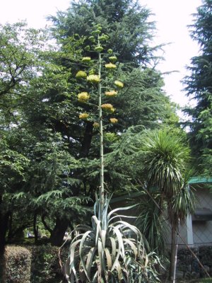 別所沼公園　竜舌蘭の写真