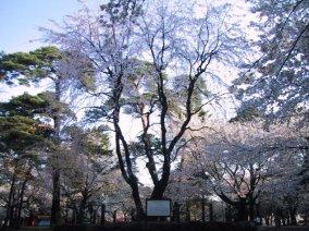 大宮公園センダイシダレザクラの写真