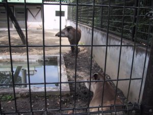 智光山公園　こども動物園　バクの写真