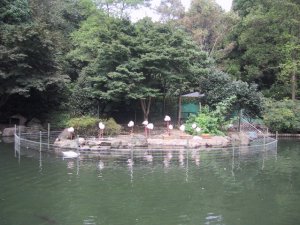 智光山公園　こども動物園　フラミンゴの写真