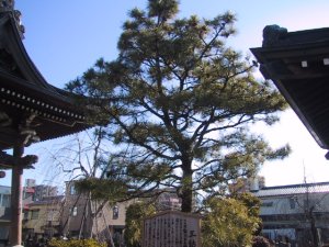 東福寺　三鈷の松
