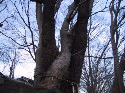 子育の木の写真